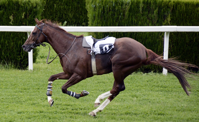 équipement cheval de course